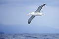 46 Snowy Albatross 0A2A8292 uploaded by JJ Harrison, nominated by Iifar,  14,  0,  0