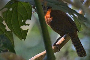 Soothead Wren