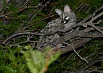 Thumbnail for South African small-spotted genet
