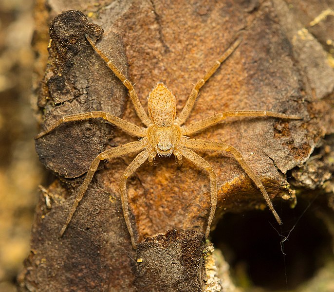 File:Spider (161567823).jpeg