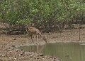 Spotted Deer-GNP.JPG