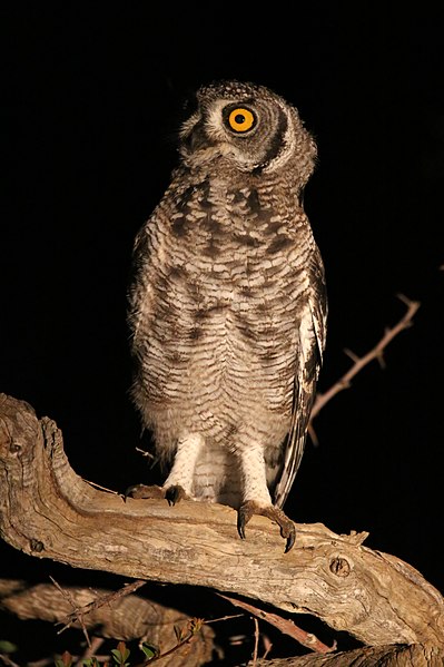 File:Spotted eagle owl (51846900325).jpg