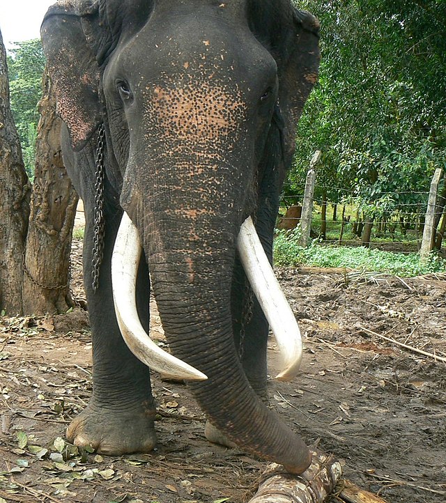 Sri Lankan elephant - Wikipedia