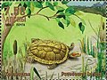 Stamp of Abkhazia - 1999 - Colnect 1003149 - Pseudemys Scripta.jpeg