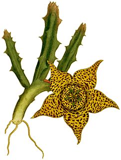 <i>Orbea variegata</i>