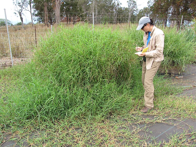 File:Starr-120608-7263-Cynodon nlemfuensis-habit with Kim-Ulupalakua Ranch-Maui (24514469374).jpg