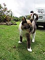 Starr-130312-2424-Paspalum vaginatum-lawn with Miss Kitty-Pali o Waipio Huelo-Maui (24580494633).jpg
