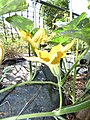 Starr-170616-0463-Cucurbita maxima-flowers-Community Garden Sand Island-Midway Atoll (35525351664).jpg