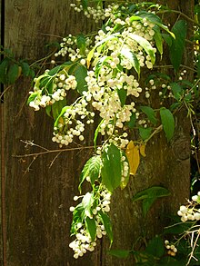 Cestrum nocturnum, galán de noche é uma planta arbustiva da família  Solanaceae, nativa do continente americano, mais especificamente da América  Central e do Sul, onde também é conhecida como Huele de Noche