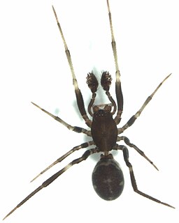 <i>Steatoda lepida</i> Species of spider