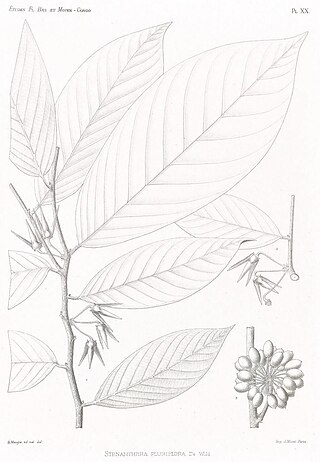 <i>Neostenanthera myristicifolia</i> Species of plant in the family Annonaceae