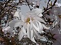 * Nomination Stern-Magnolie (Magnolia stellata), fotografiert in Heidelberg (Baden-Württemberg, Deutschland) --Orikrin1998 09:29, 16 May 2012 (UTC) * Decline JPG artifacts (compact camera) --Carschten 13:34, 16 May 2012 (UTC)