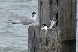 Sterna striata -Bayswater, Auckland City, New Zealand -voksne og nest-8.jpg