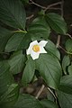 Stewartia pseudo-camellia var koreana MS3816.JPG