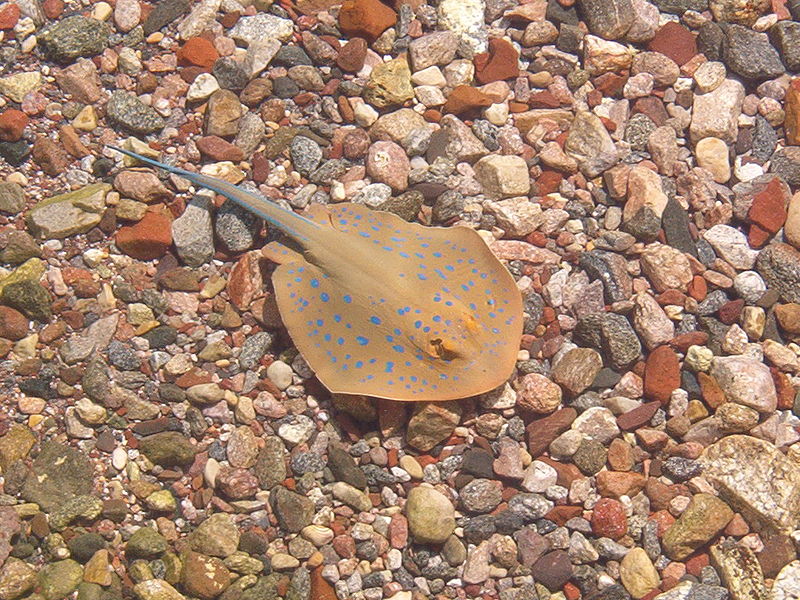 File:Stingray eilat.jpg