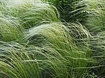 Stipa lessingiana