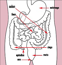 Stomach colon rectum diagram es (arrow version).jpg