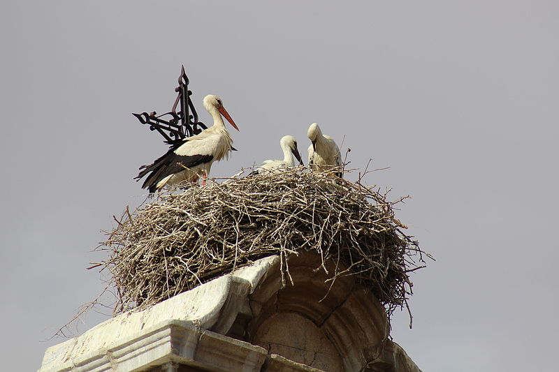 File:Storks in Consuegra Spain.JPG