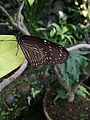 Euploea mulciber (female)