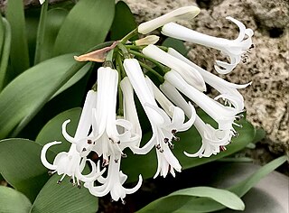 <i>Strumaria phonolithica</i> Species of bulbous flowering plant