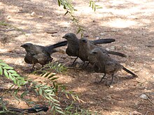 Four apostlebirds (Struthidea cinerea) of a cooperative breeding group. Struthidea cinerea lined up.jpg