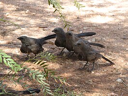 Apostelvogel: Kenmerken, Leefwijze, Voortplanting