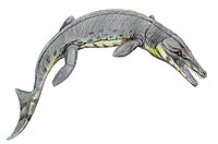 Suchodus Suchodus durobrivense.jpg