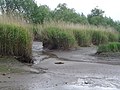 Bei Niedrigwasser trockengefallener Röhricht