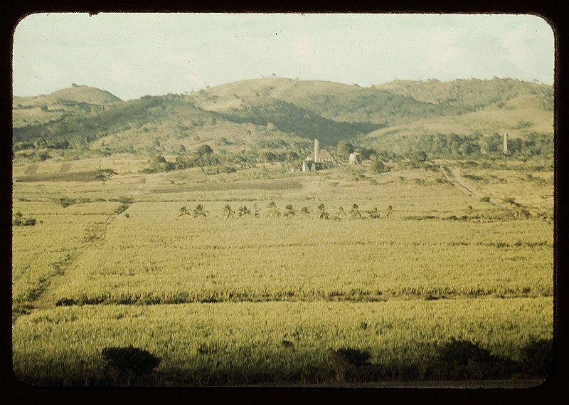 File:Sugar cane fields on the north-west part of the island1a33966v.jpg