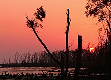Sundarbans a few months after Cyclone Sidr Sundarbans a few months after cyclone sidr.jpg