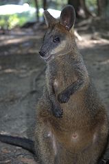 Почему сумчатые сохранились в австралии. Валлаби двурезцовые сумчатые. Болотный валлаби. Животные Австралии валлаби. Валлаби Грея.