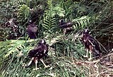 Juveniles about to leave the nest, Waihi, New Zealand, 1988