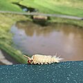 Sycamore Moth Caterpillar (Acronicta aceris)