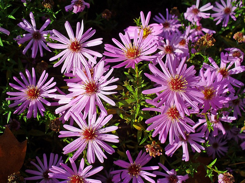 File:Symphyotrichum dumosum 01.JPG