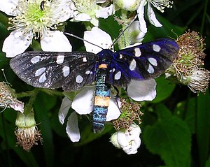 White-spot ram (Amata phegea)