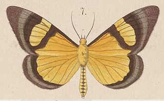 <i>Celerena</i> Genus of moths