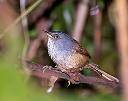 TAPACULO-PINTADO (Psilorhamphus guttatus) (17197815468). 
 jpg