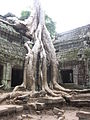 Ta Prohm, Angkor - panoramio - Colin W (3).jpg