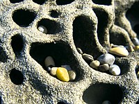 Tafoni and pebbles at Pebble Beach, San Mateo County, California.