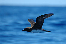Černý pták s bílým břichem za letu, na pozadí je modré moře