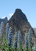 Tajinaste Azul de Tenteniguada.jpg