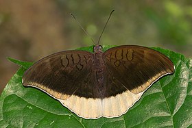Tanaecia lepidea-Kadavoor-2015-06-14-001.jpg