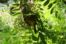 A golden weaver weaving an orb-shaped nest Taveta Golden Weaver 10 August 2008.JPG