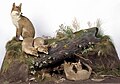 Taxidermy diorama of a red fox vixen with four cubs (1910) in the Natural History Museum, Dublin