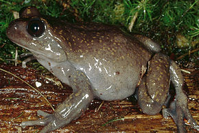 Descrição da imagem Telmatobius atahualpai01.jpeg.