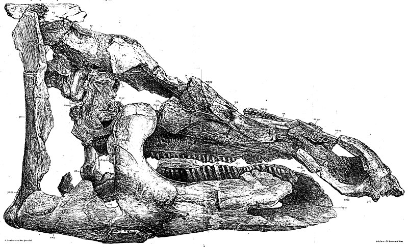 File:Telmatosaurus.jpg