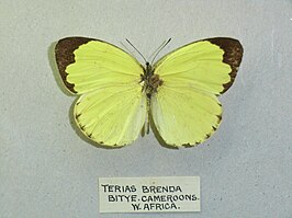 Eurema senegalensis