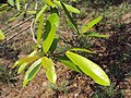 Thumbnail for File:Terminalia arjuna 01a.JPG