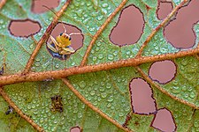 A Leaf beetle (Aulacophora indica) (Family: Chrysomelidae; subfamily: Galerucinae) peeking from the leaf hole of Alnus nepalensis tree. Adult leaf beetles makes holes on host plant leaves while feeding. They camouflage themselves with their feeding holes. Location: Chitwan National Park, Nepal. Photograph: Mildeep