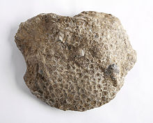 The Petoskey stone, a form of ancient fossil coral found in abundance in the area; it is named after the town.